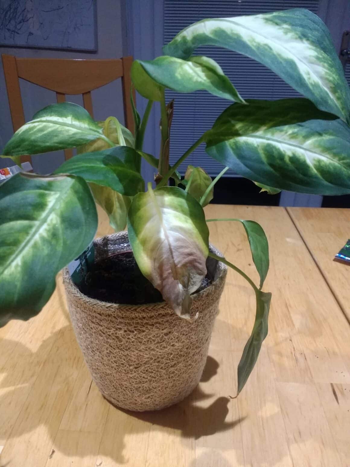 Dieffenbachia Yellow Leaves Causes & Easy Fixes Plants Craze