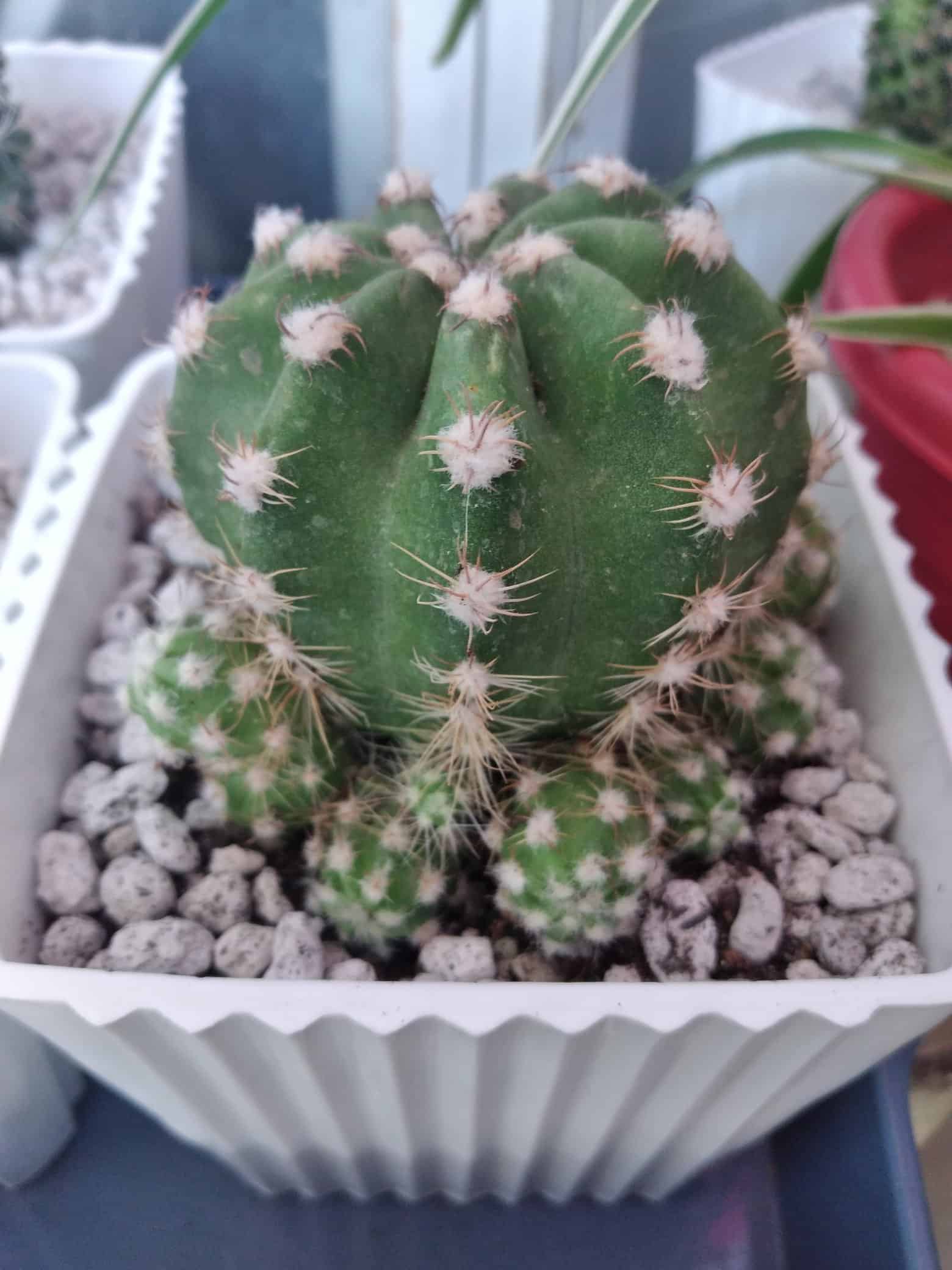 A domino cactus is growing in a white pot containing small white pebbles over the soil.