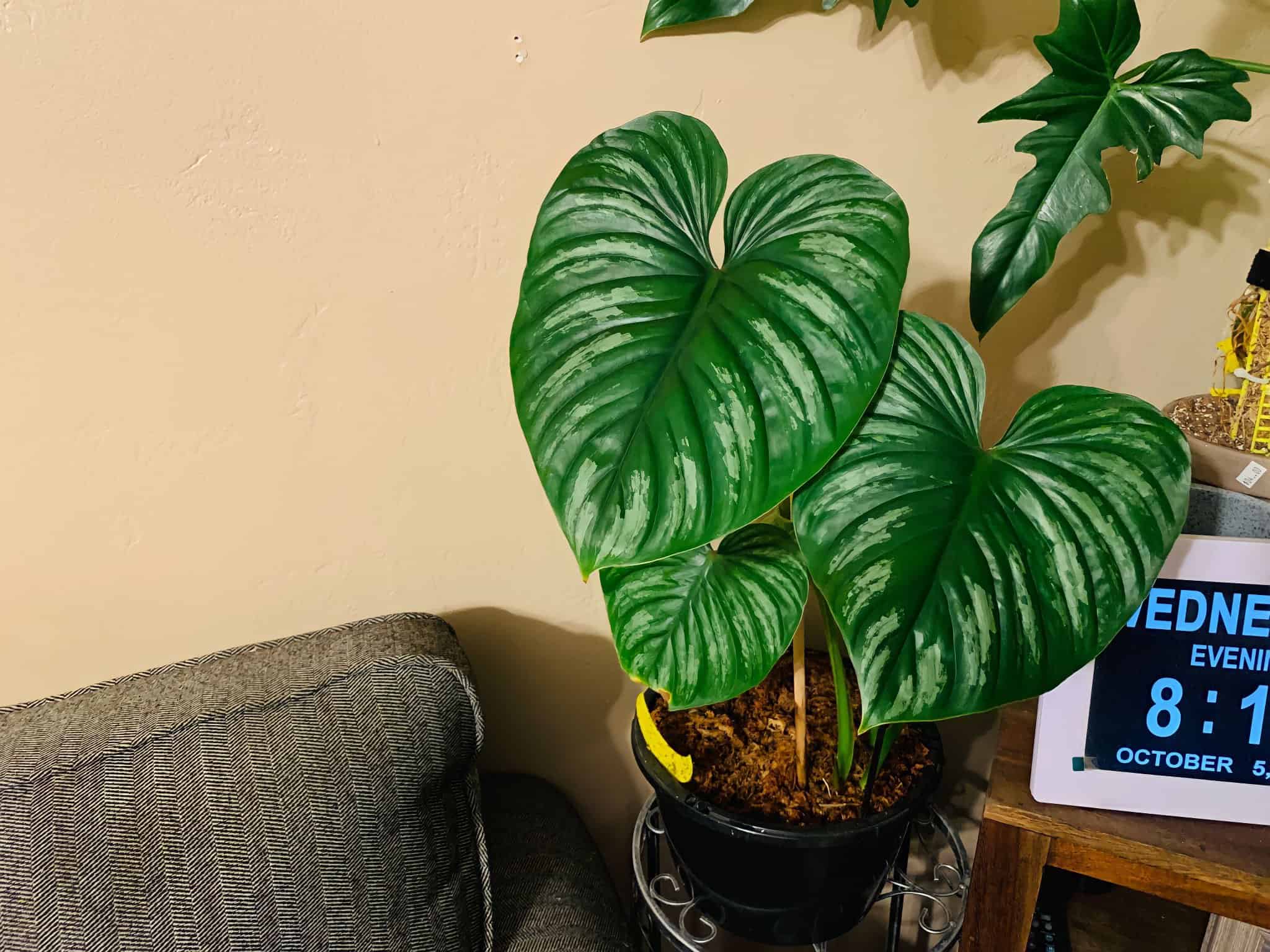 Philodendron Mamei: Ultimate Grow & Care Guide - Plants Craze