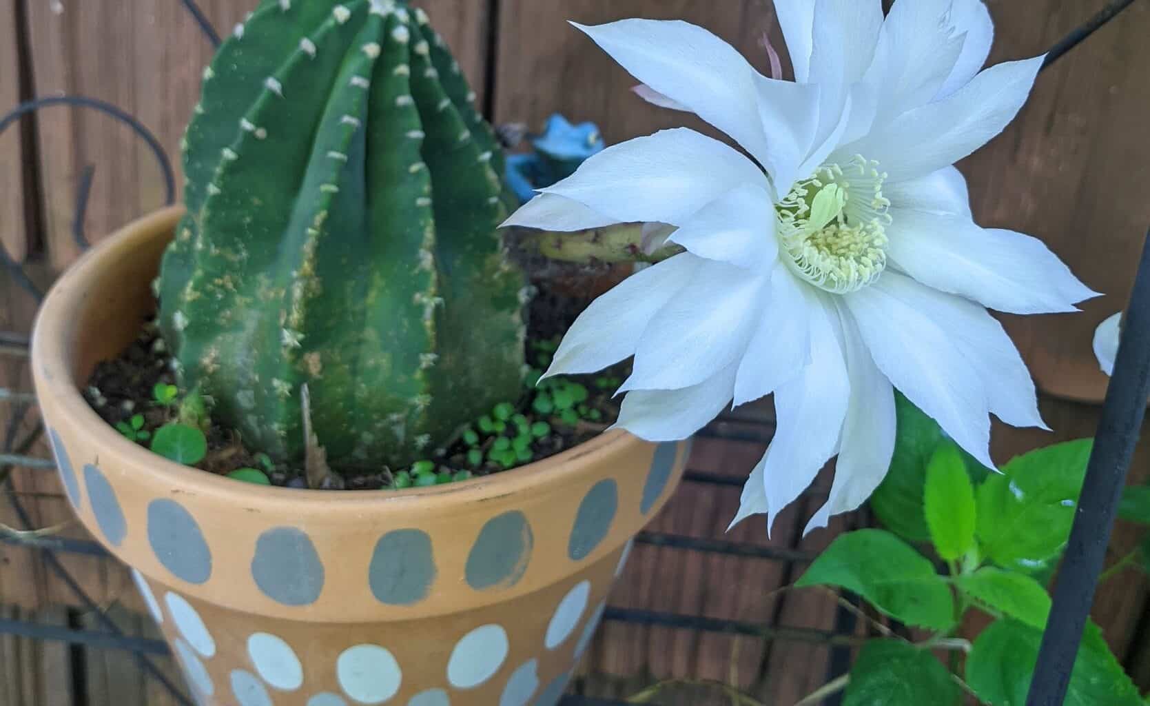 A hanging pot containing Domino Cactus in its full bloom with a white flower on the top.