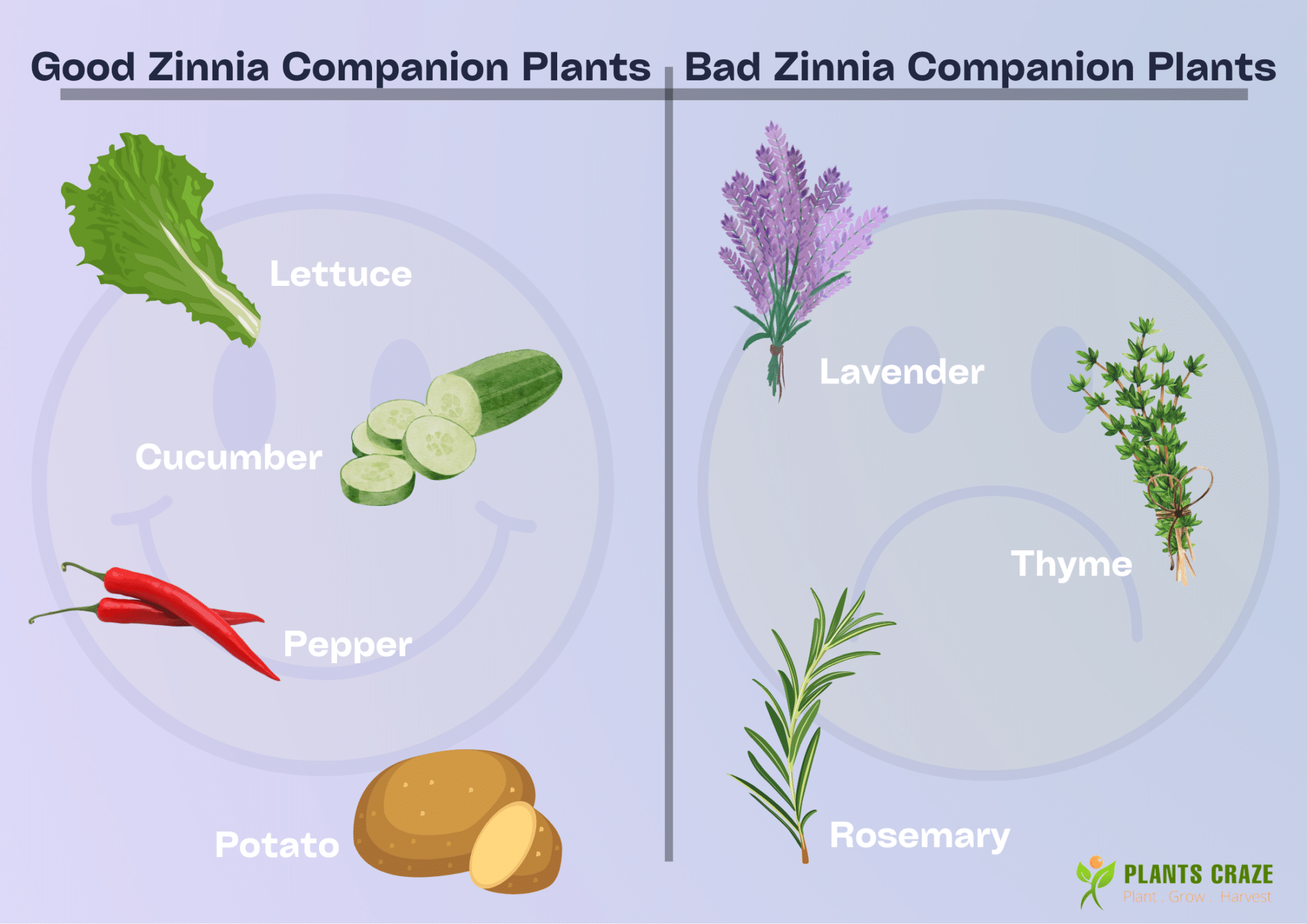 Image represents good and bad companion plants for Zinnia