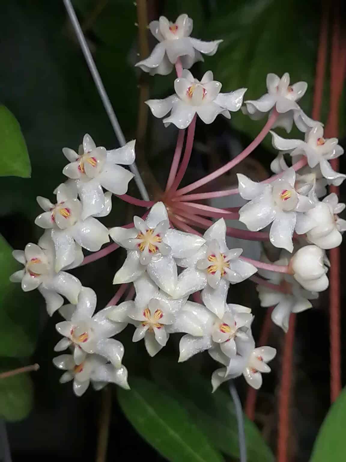 Hoya Elliptica [5 Best Care Tips And Propagation Guide]