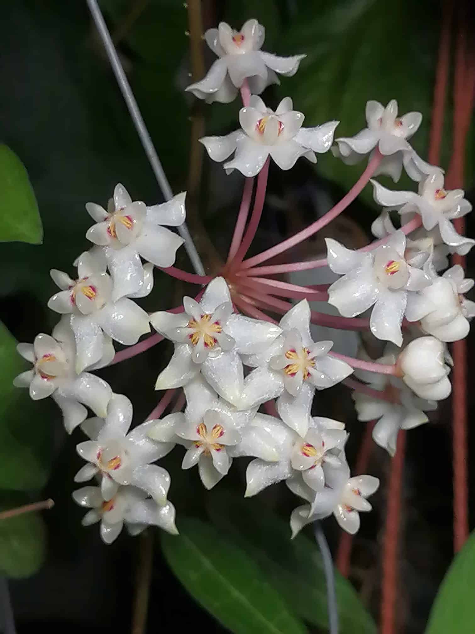 Image represents the flowers of Hoya Elliptical