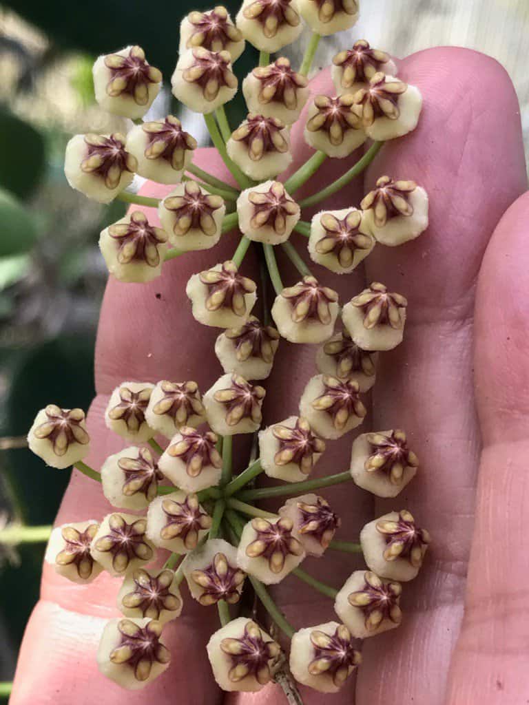 A person is holding on the clusters of bloom of Hoya brevialata 