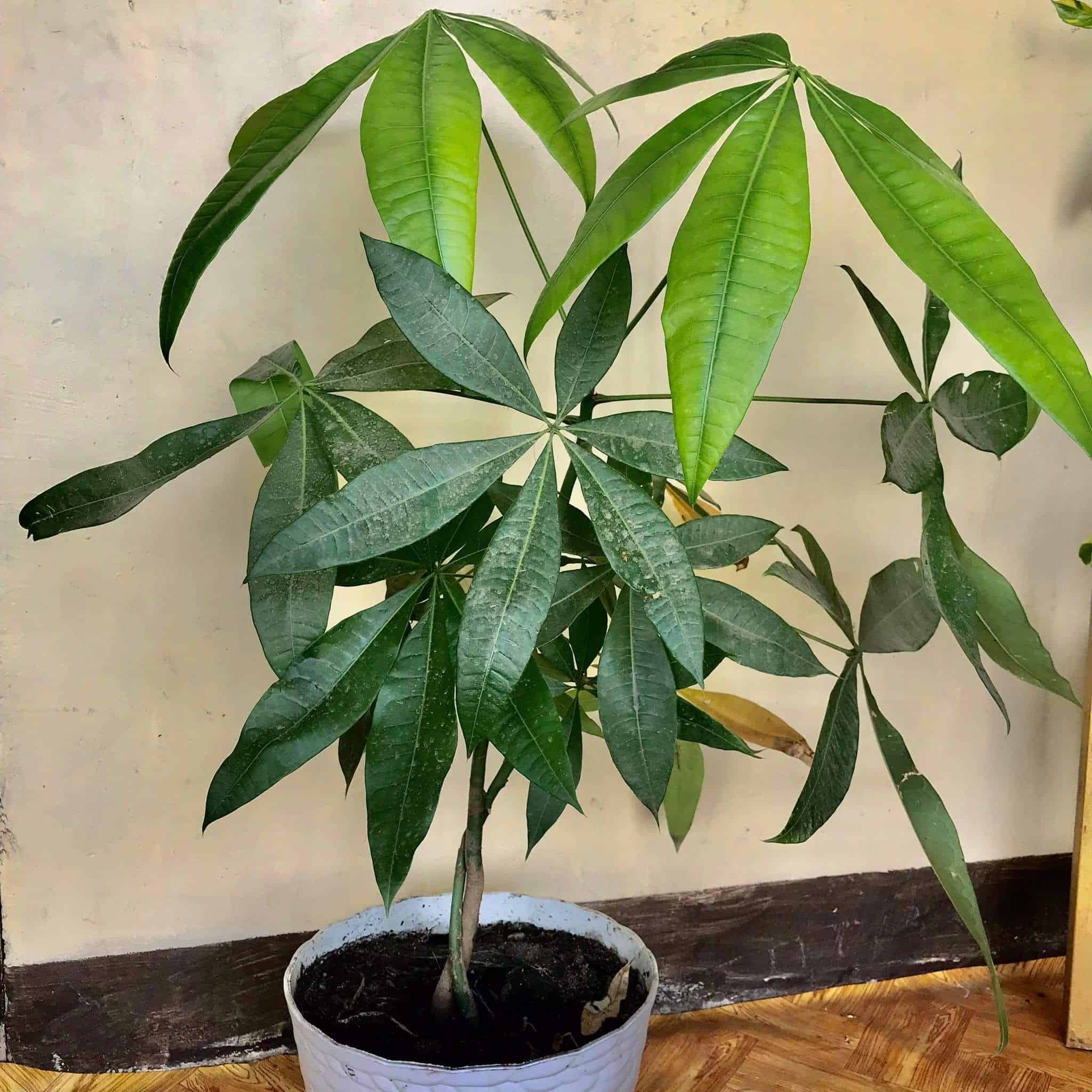 Be wary while using the Potting soil for money tree