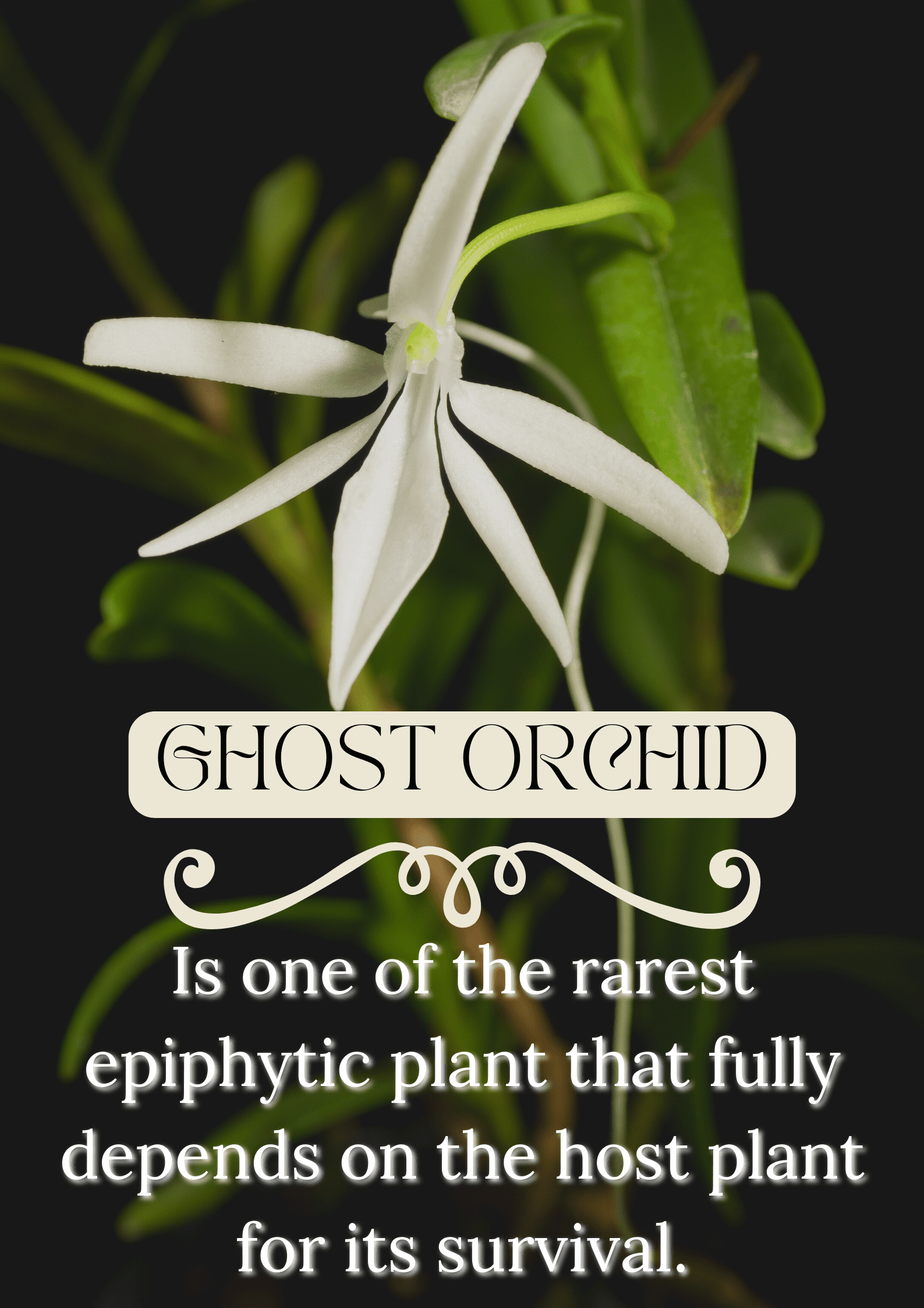 exotic ghost orchids