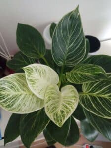 Image represents the variegated leaves of Philodendron Birkin