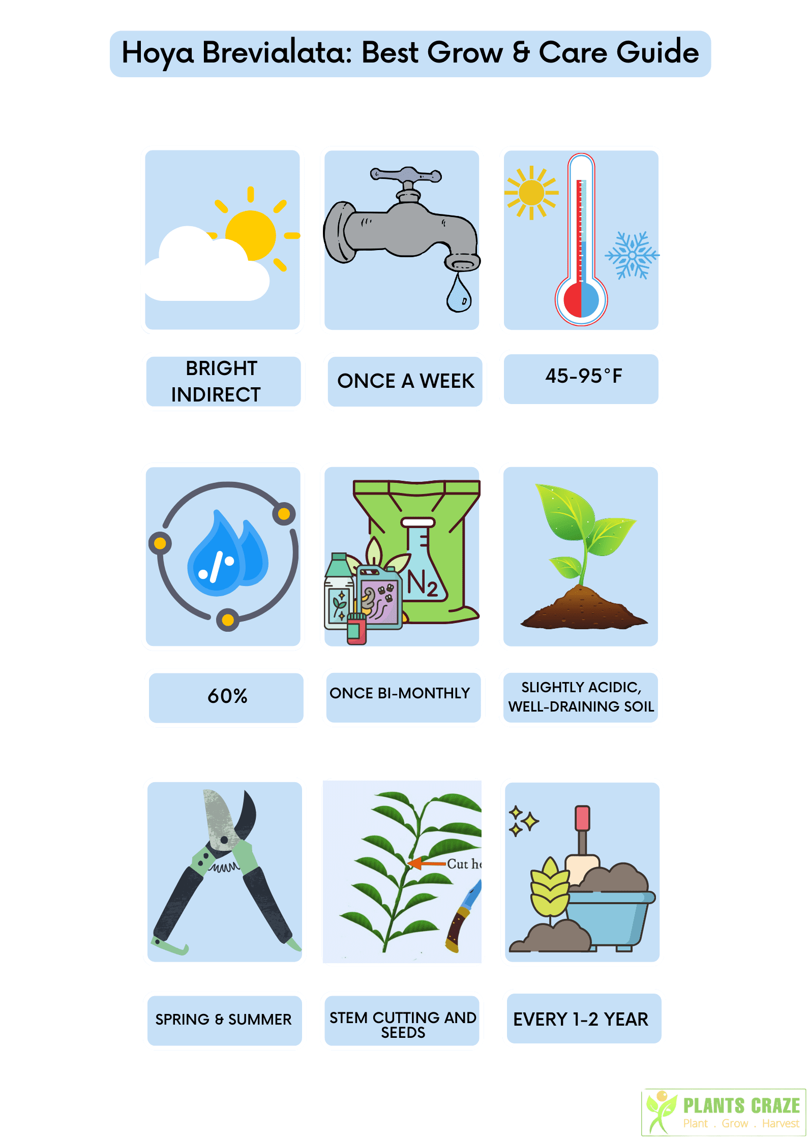 A template containing a complete guide of Hoya brevialata.