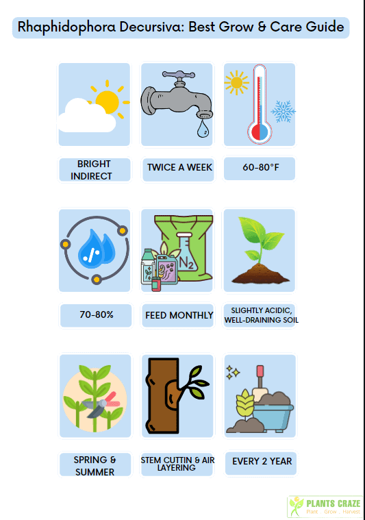 Illustration showing basic care guide of Rhaphidophora decursiva