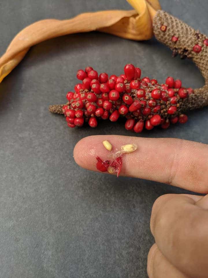 Seeds of Anthurium Schlechtendalii