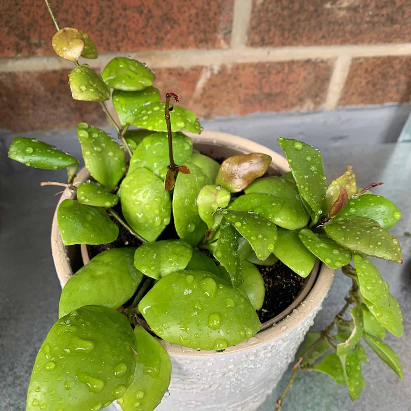 A white pot containing Hoya brevialata is lying over a shelf and has water droplets over it.