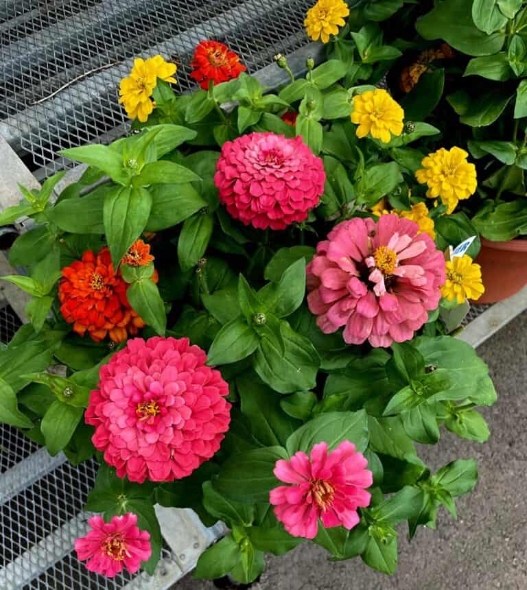 7 Rich Zinnia Plant Benefits to Sack