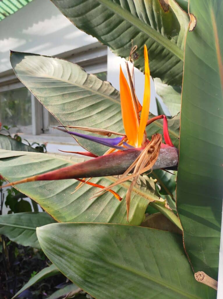 Top 8 Untold Bird of Paradise Benefits Plants Craze
