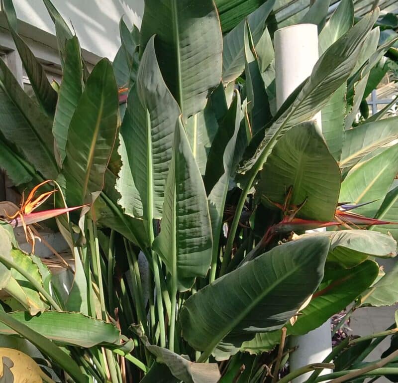 Top 8 Untold Bird of Paradise Benefits - Plants Craze