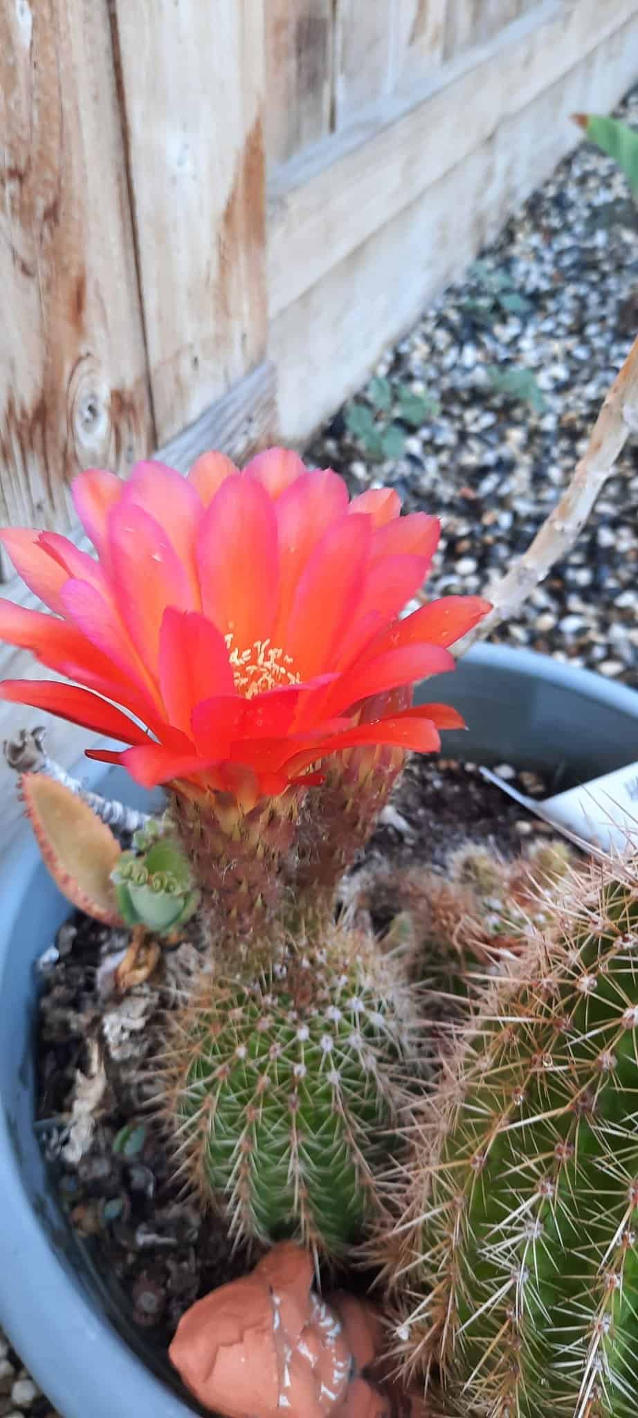 cactus with red flower