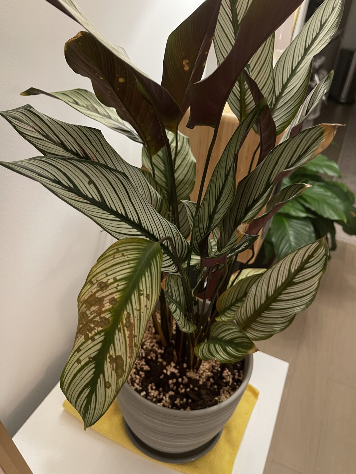 9 Causes Behind Calathea Brown Spots Plants Craze