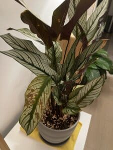 brown spots in calathea