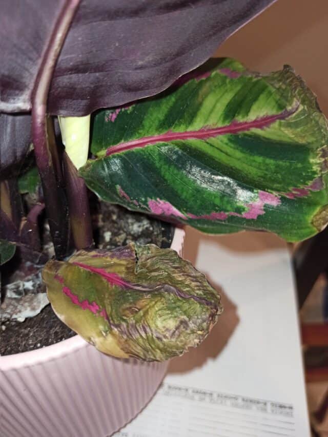 9 Causes Behind Calathea Brown Spots Plants Craze