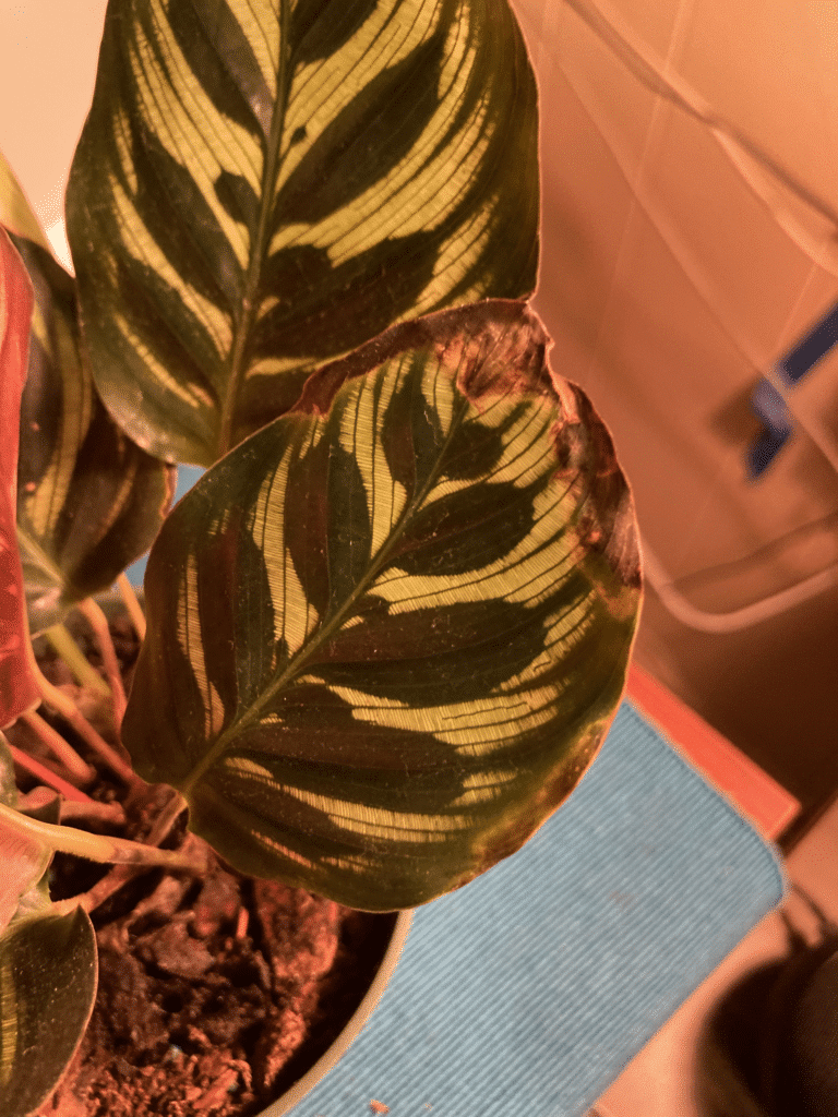 9 Causes Behind Calathea Brown Spots Plants Craze