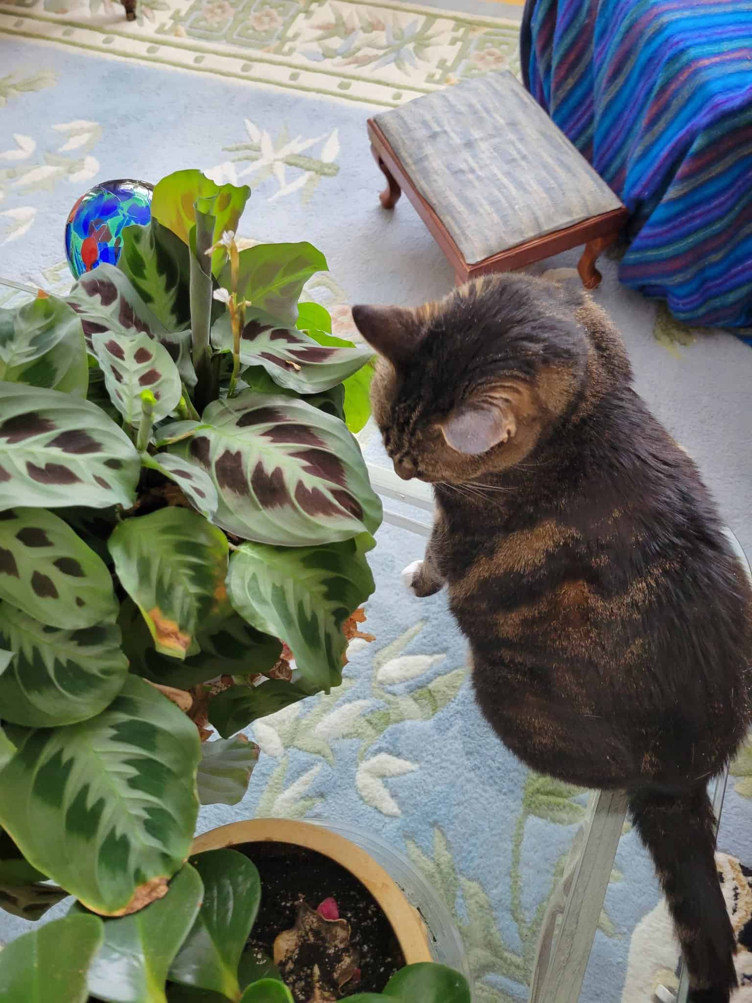 cat staring at the non toxic prayer plant