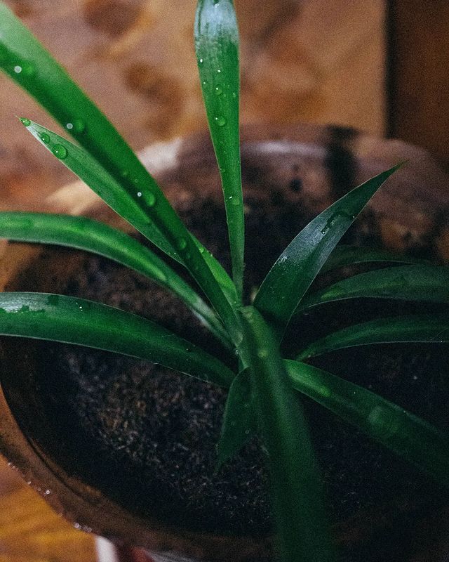 chlorophytum capense in pot