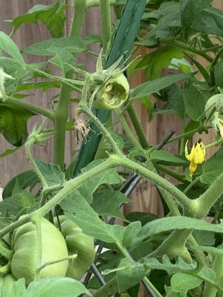 What Is Eating My Tomatoes? [3 Types of Main Culprits!]