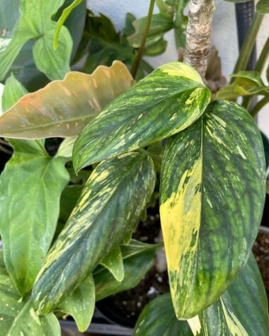 Monstera Standleyana Best Care Tips Plants Craze