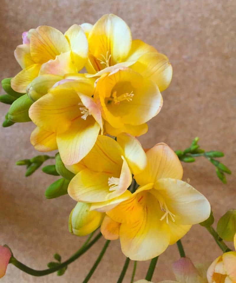 Freesias are assocaited with hope and longevity in relationship