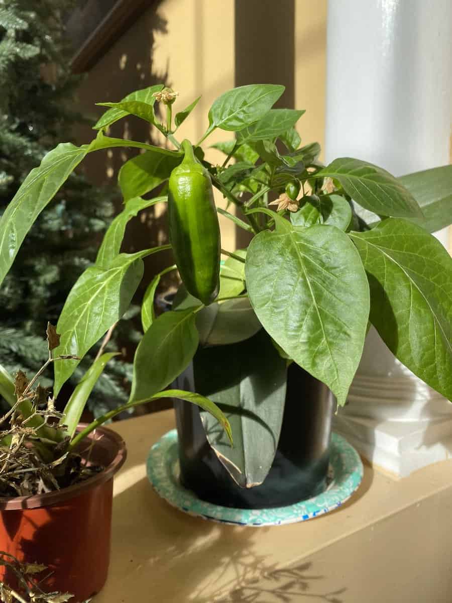 Why are my Peppers Turning Black? How to Fix Them?