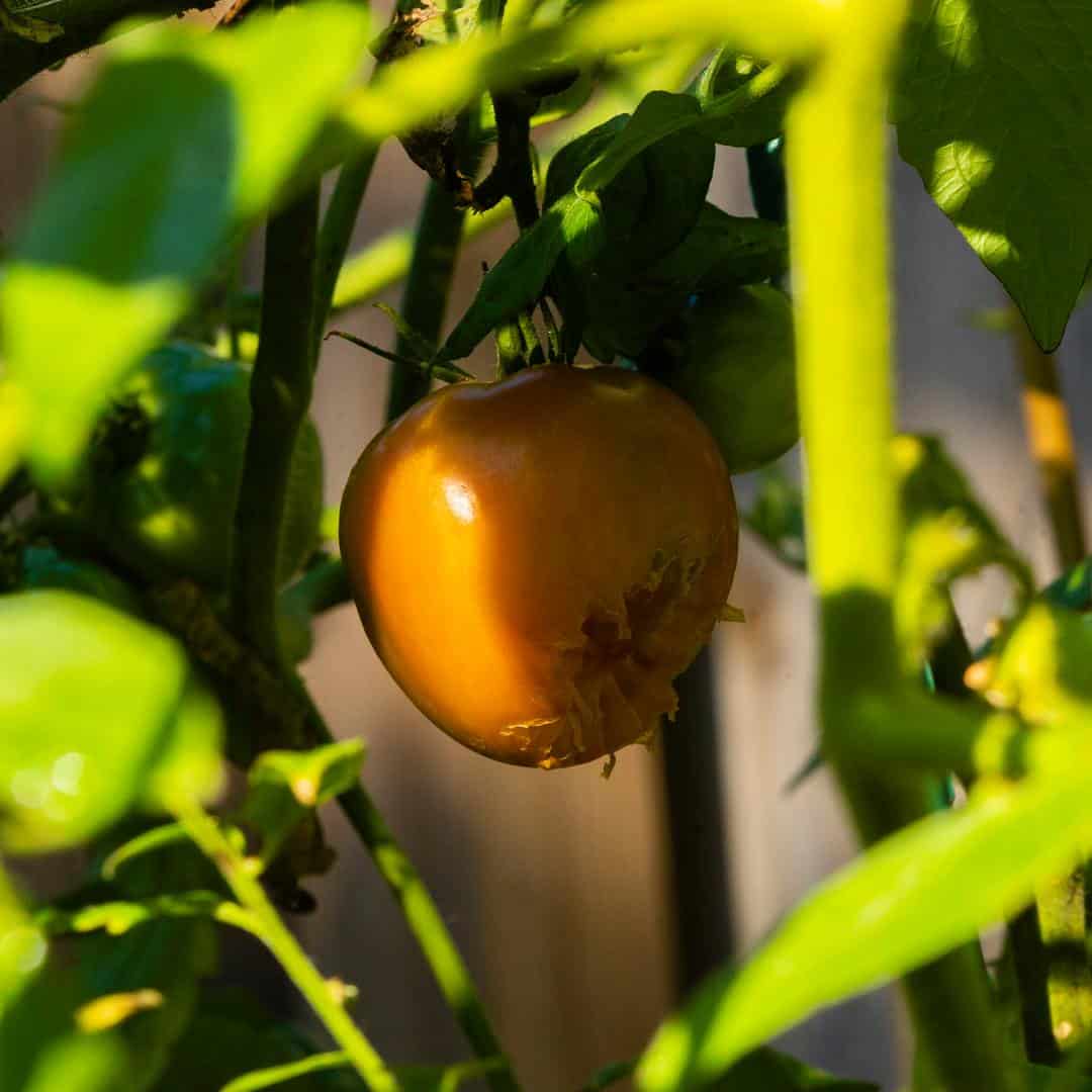 what-is-eating-my-tomatoes-3-types-of-main-culprits