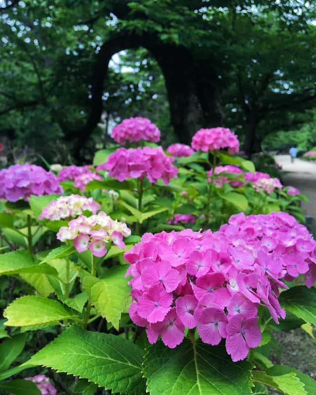 pink and creamy white hydrangeas flowers 