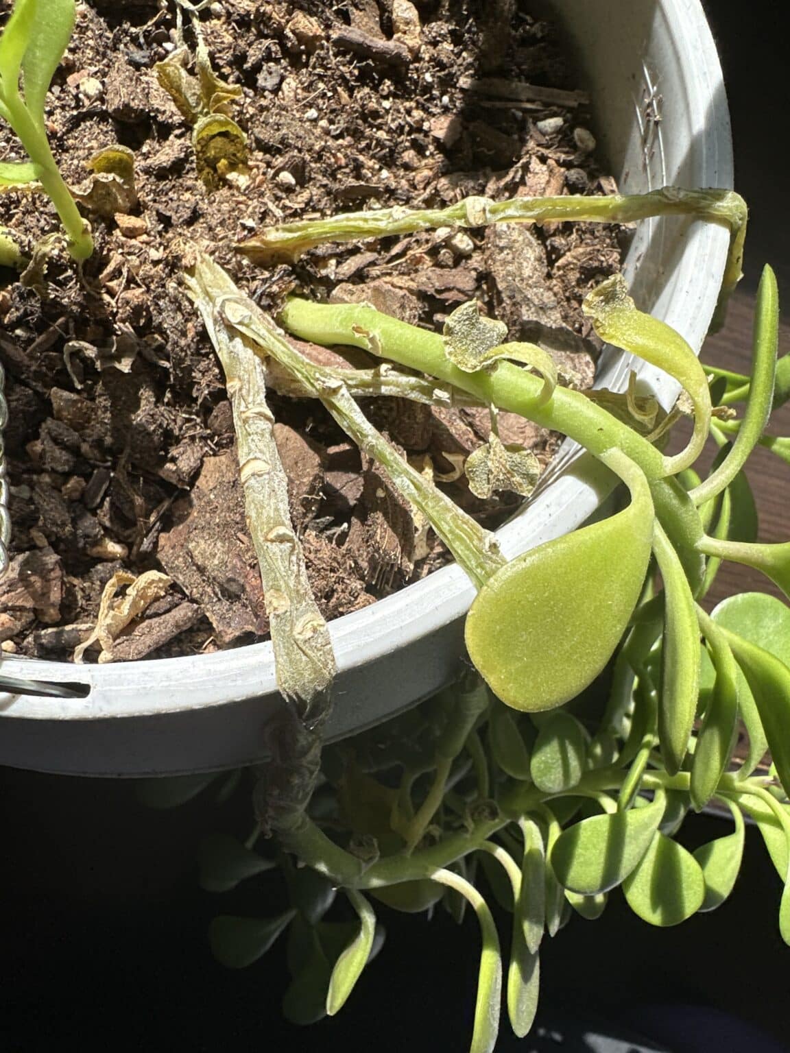 7+ Best Jade Plant Fertilizer to Bag [With Places to Buy]