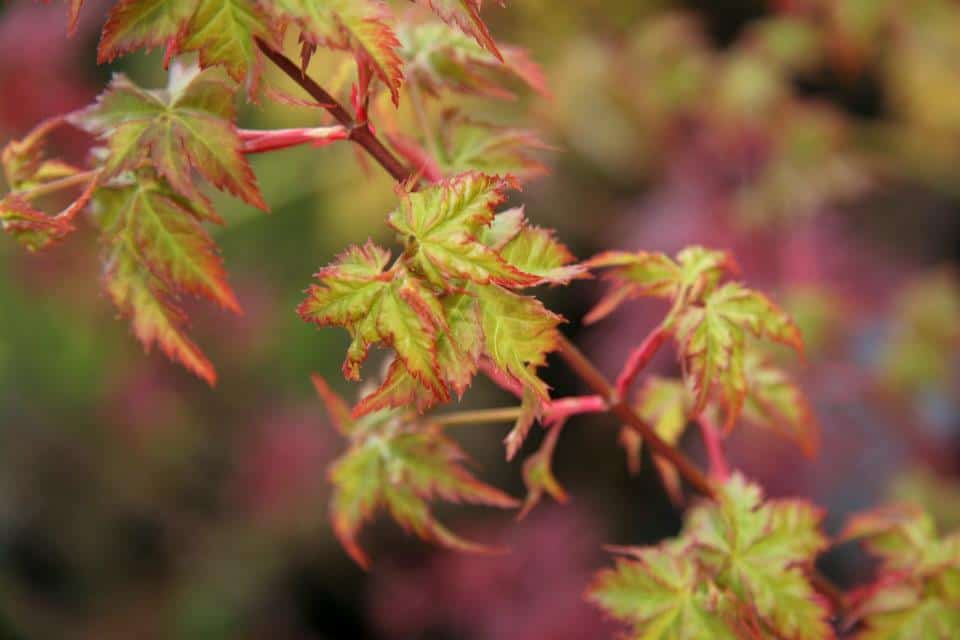 10+ Best Dwarf Weeping Japanese Maple Varieties - Plants Craze