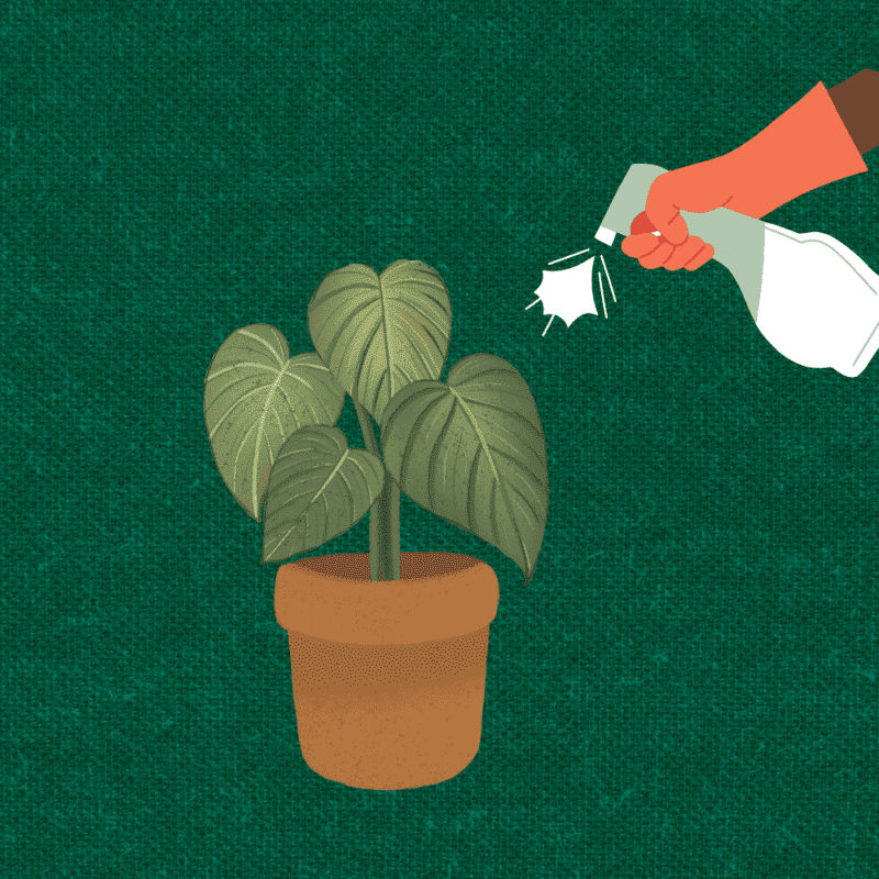 Best Humidifier for Plants Buying & Using Guide Plants Craze