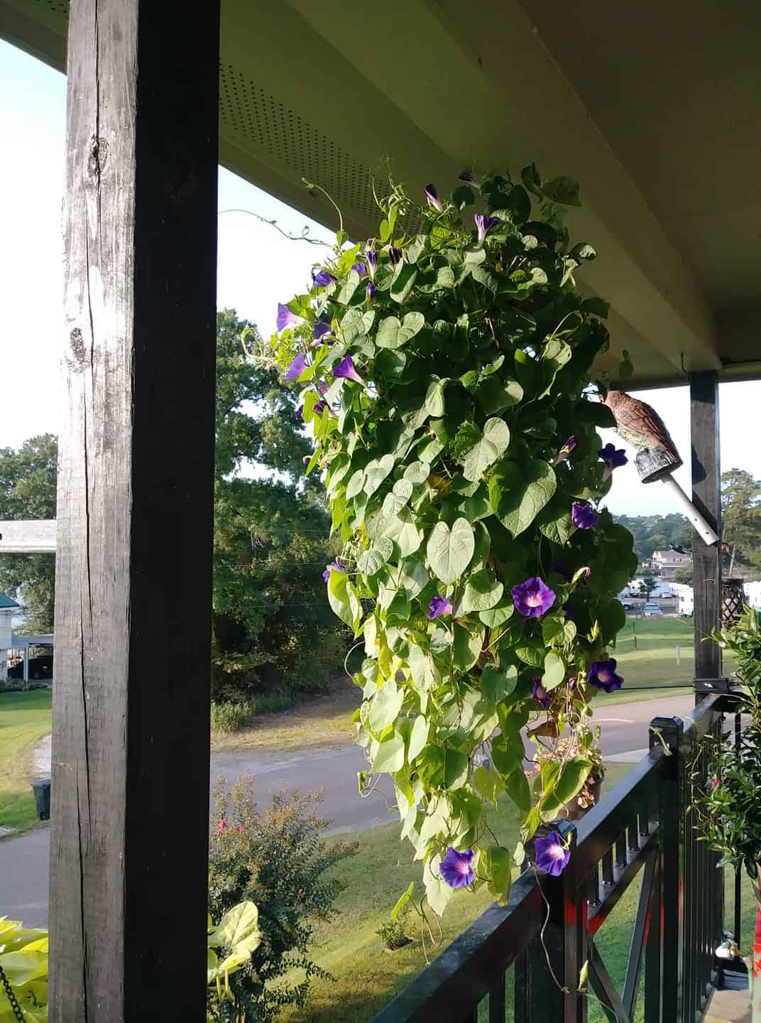 Image of Summer Glory Plant in a Hanging Basket