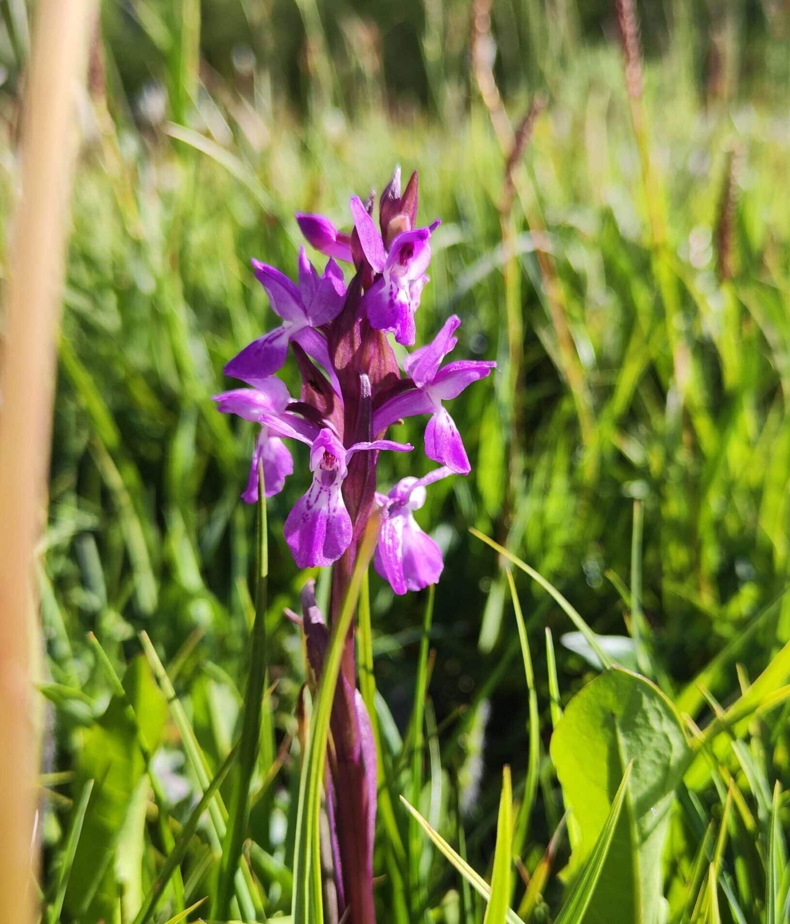 Top Orchids Benefits & Where to Buy Plants Craze