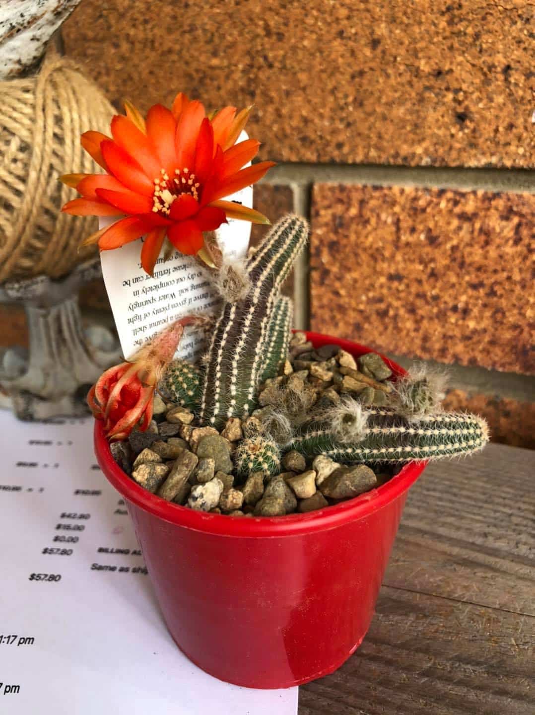 Peanut cactus flower