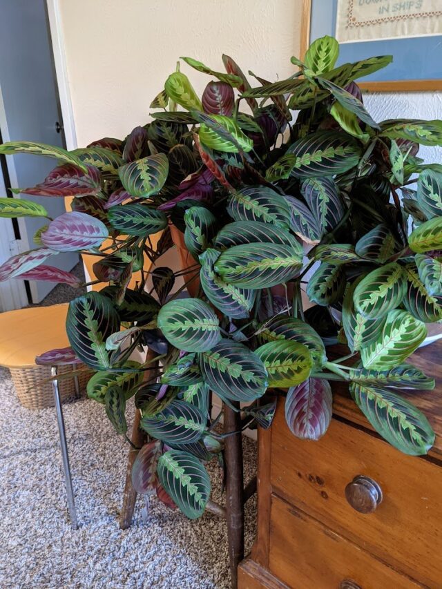 Prayer Plant Benefits & Where to Buy - Plants Craze