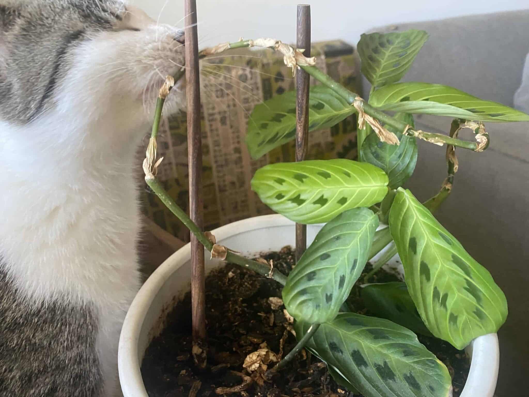 Is Prayer Plant Toxic To Cats? - Plants Craze