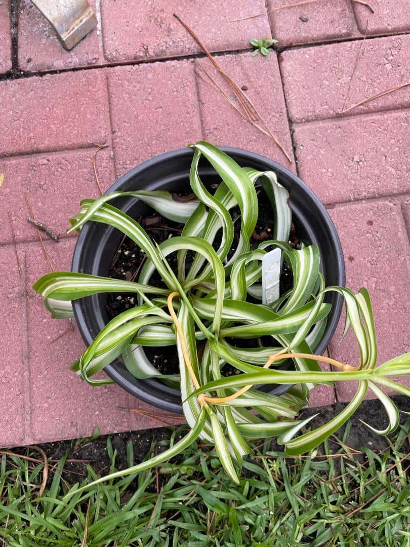 spider plant curling leaves