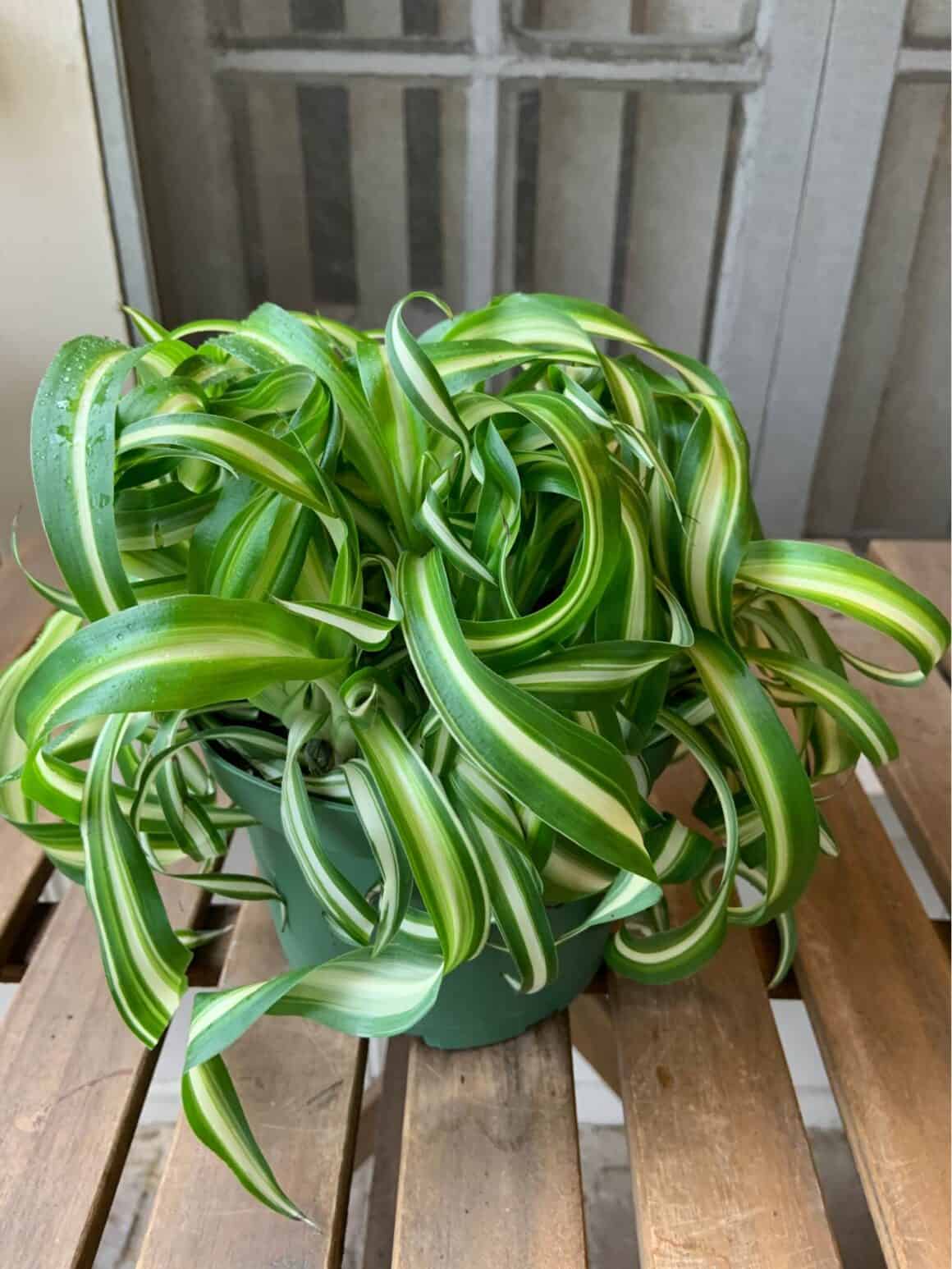 Spider Plant Curling Leaves: Causes & Easy Fixes - Plants Craze