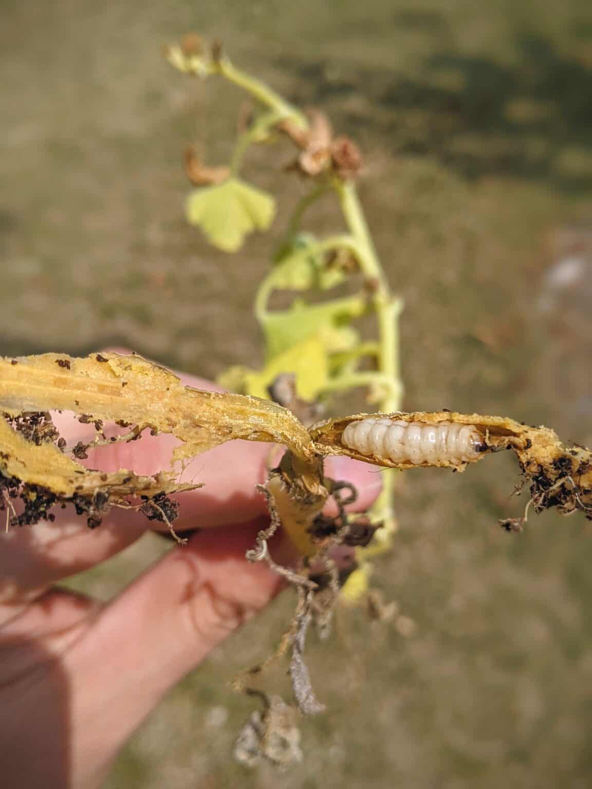 How do you Fix Yellow Squash Leaves? (Causes & Solutions) Plants Craze