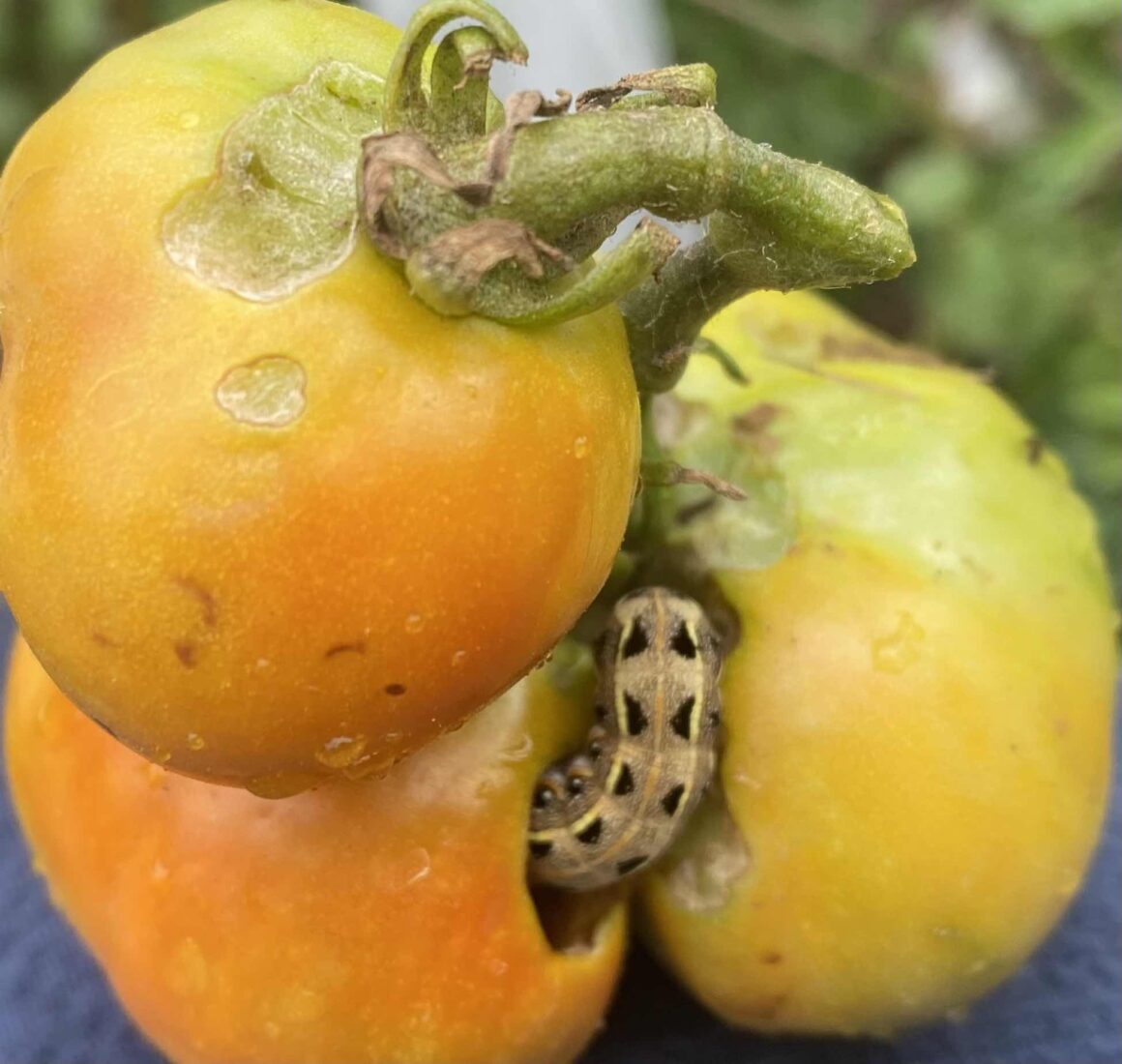 What Is Eating My Tomatoes? [3 Types of Main Culprits!]