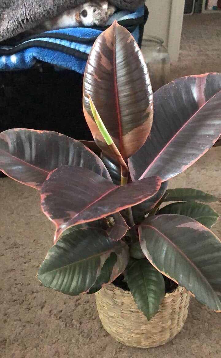 A young Pink Princess Philodendron