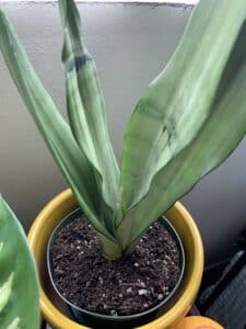 is snake plant poisonous to dogs