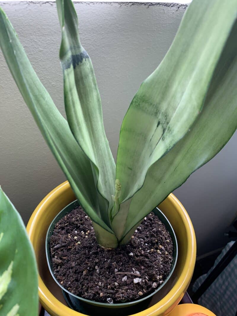 Is Snake Plant Toxic to Dogs? [Surprise Unveiled] Plants Craze
