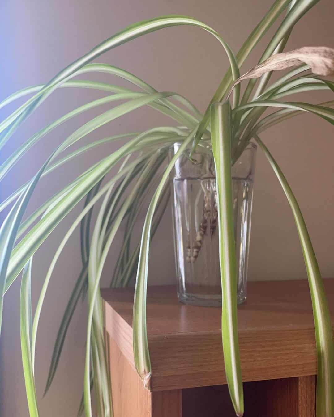 Spider Plant in full glass of water