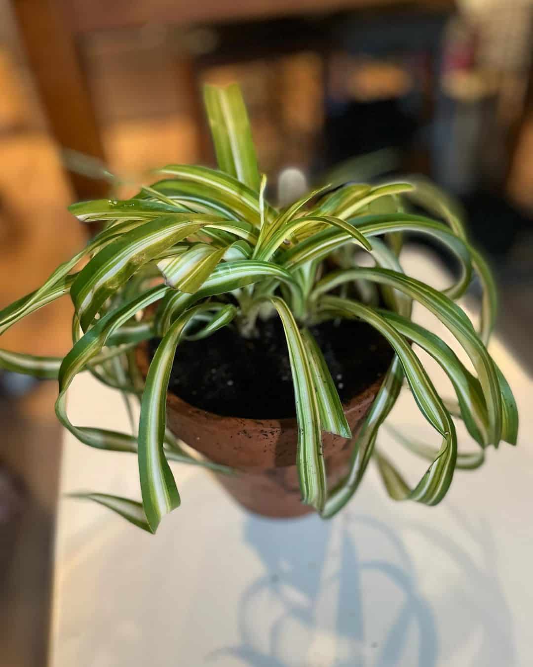 Spider Plant in pot