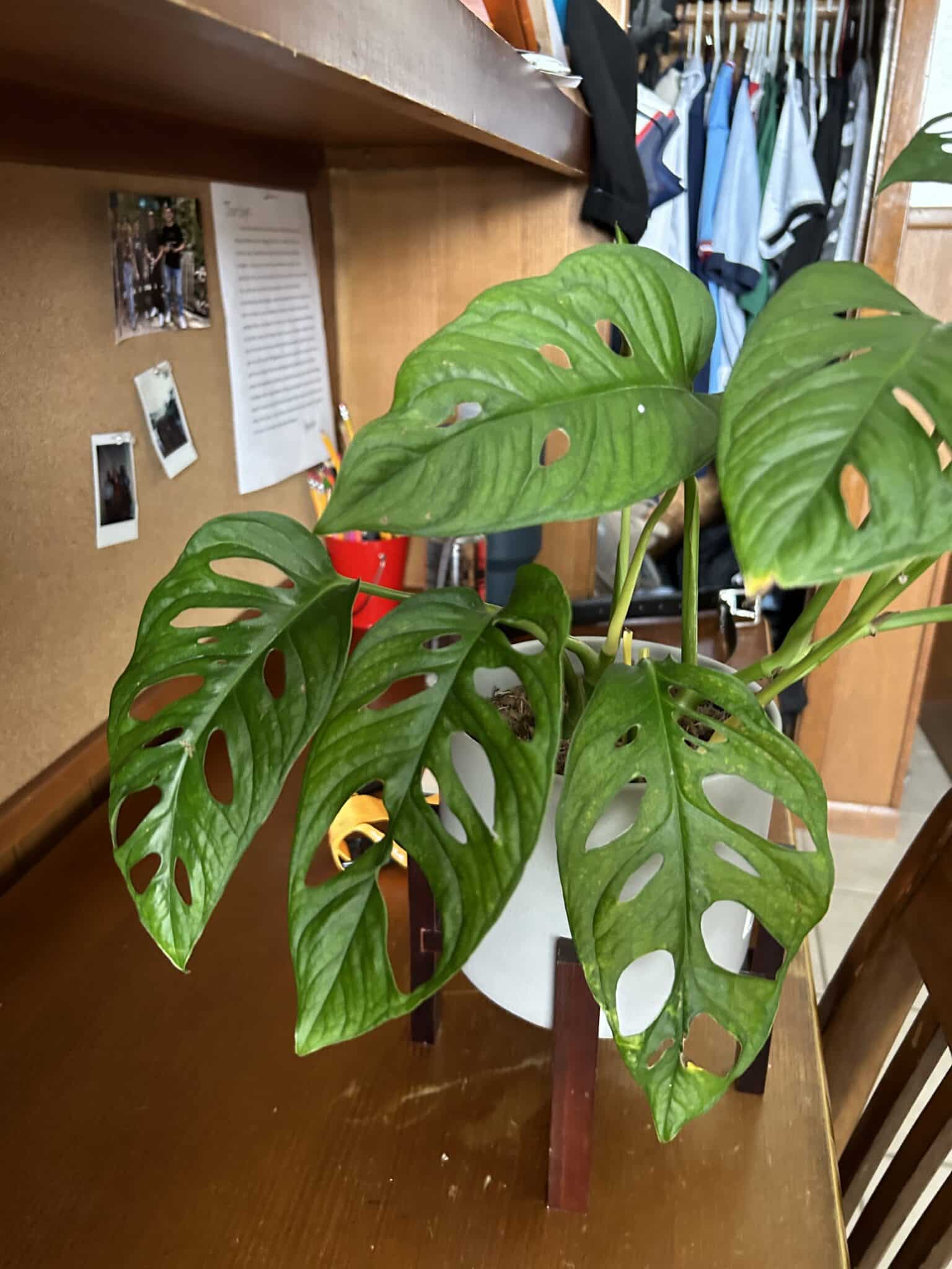 The healthy leaves of Monstera.