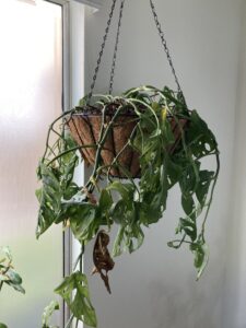 Monstera plant severely damaged from thrip infestation